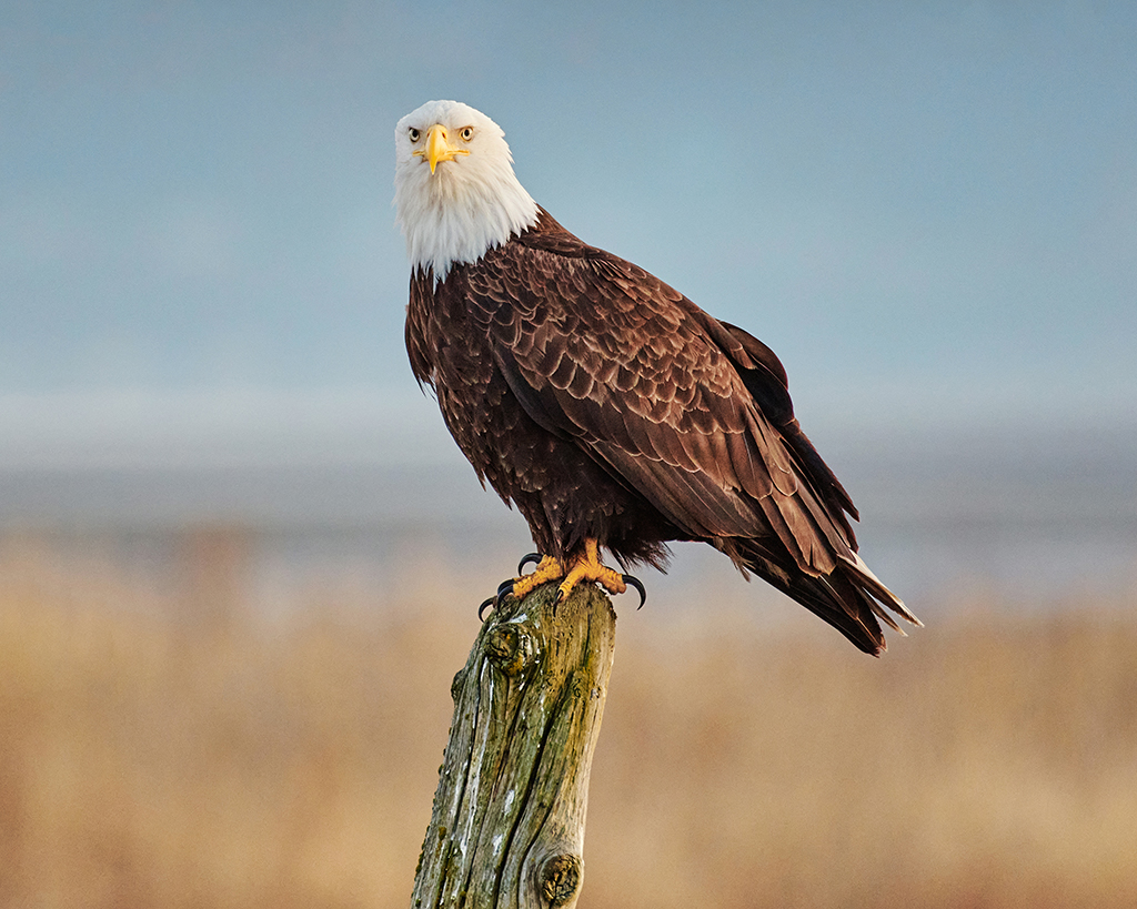 Eagle - General Michael Flynn