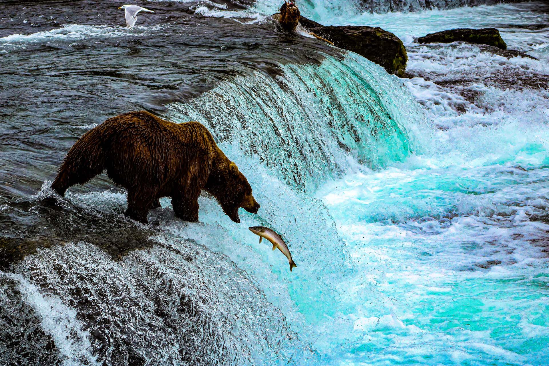 Grizzly at Katmai National Park, King Salmon, Alaska