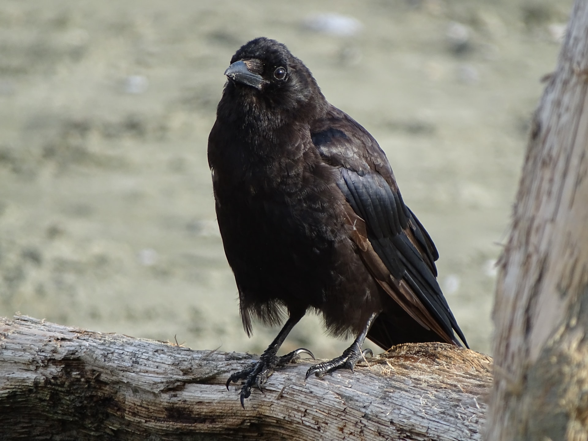 BC Blackbird