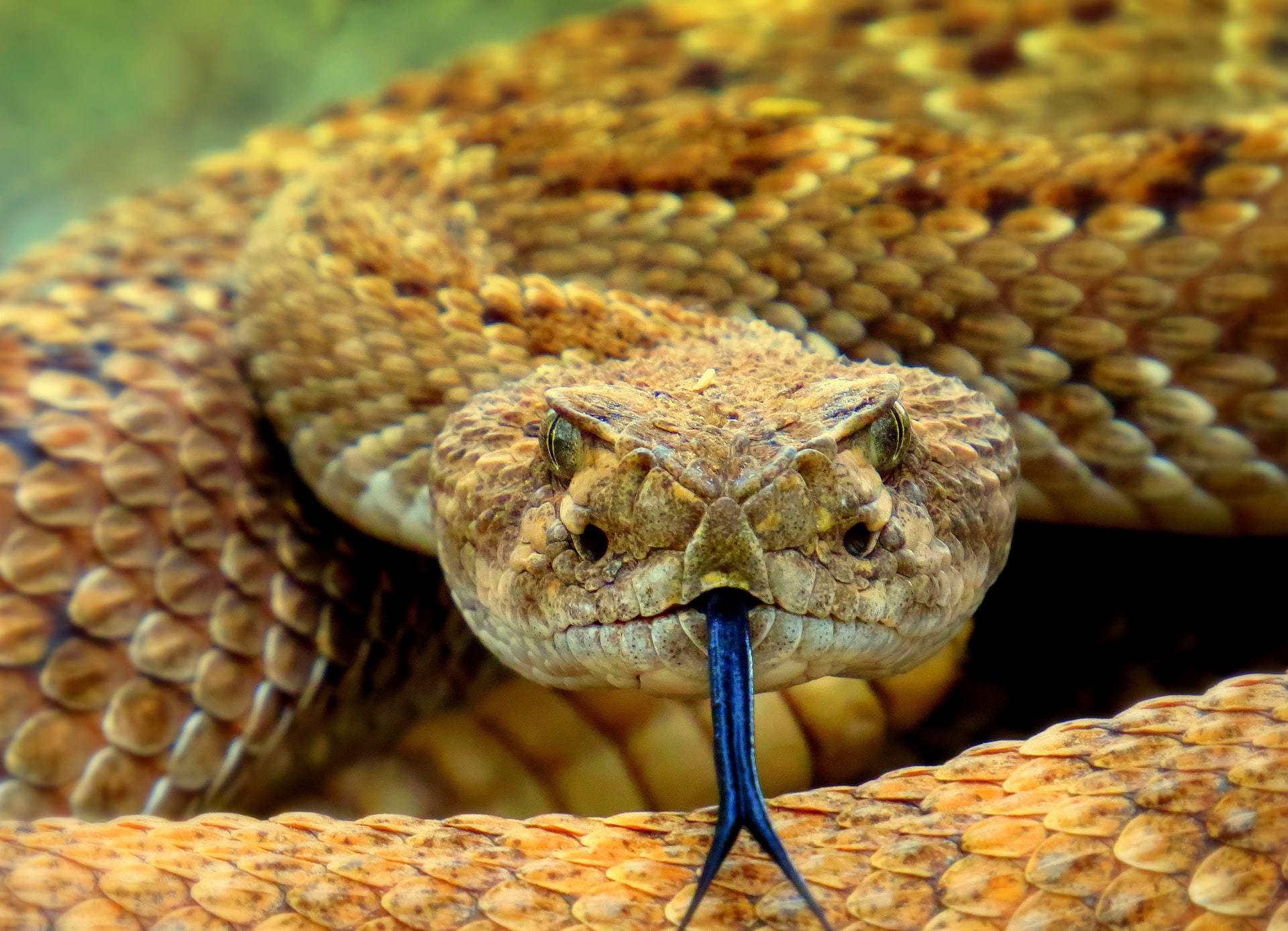 Arizona Rattlesnake