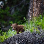 Manning Park BC bear cub