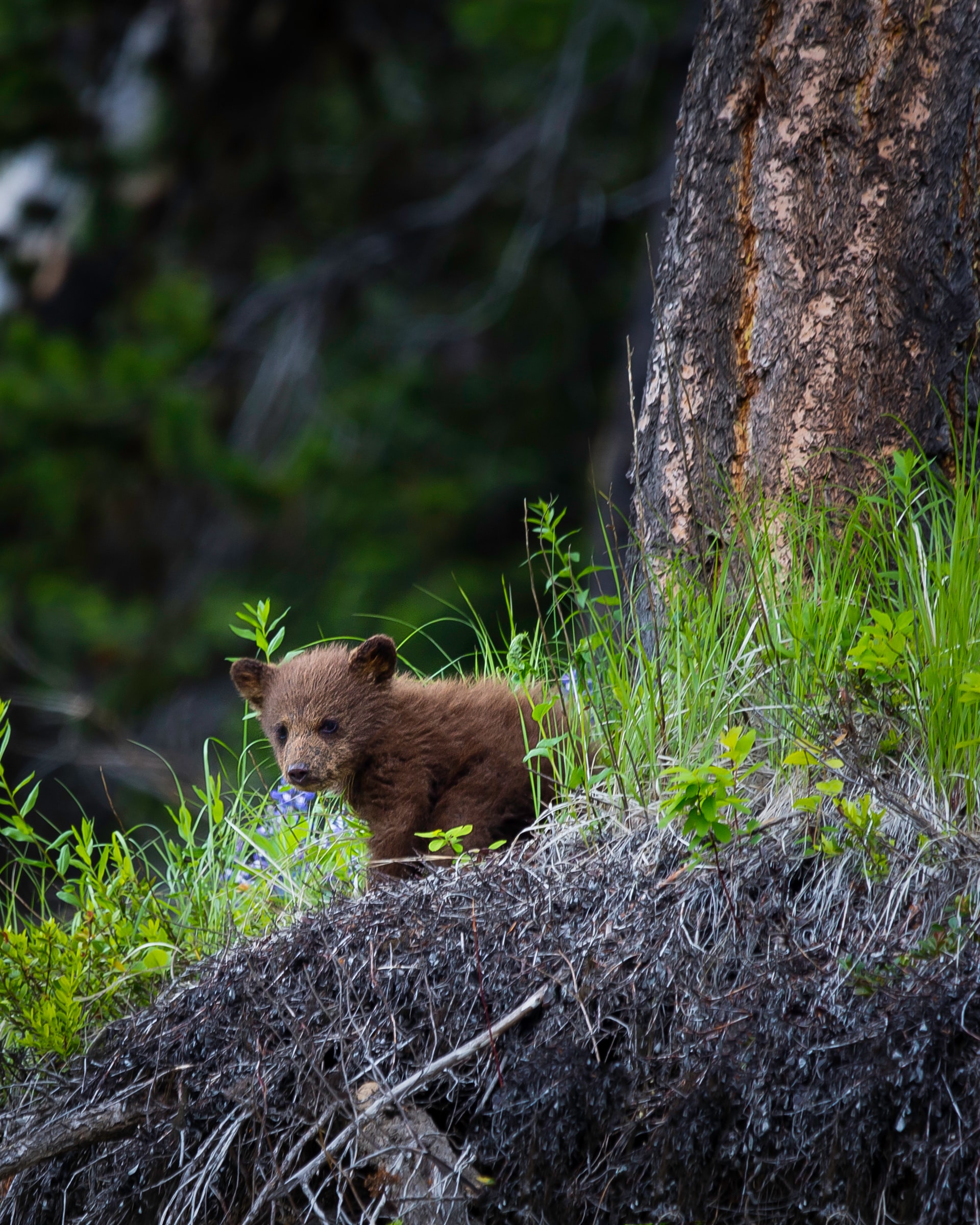 Manning Park BC bear cub