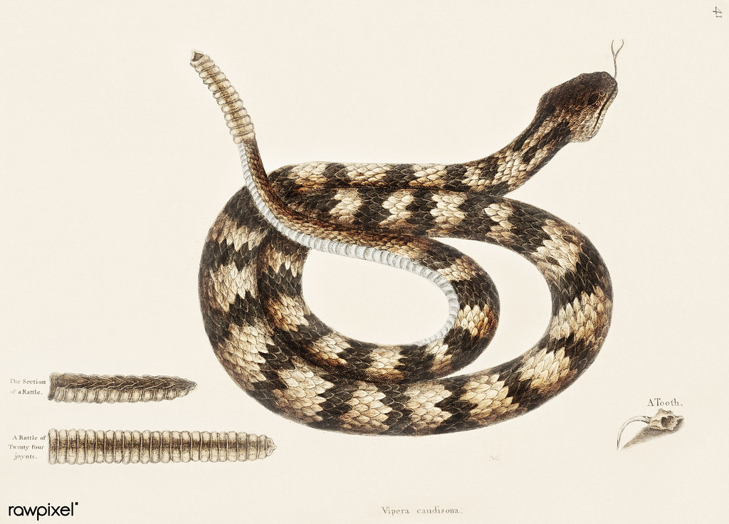 Rattle Snake (Vipera caudisona) from The Natural History of Carolina, Florida, and the Bahama Islands (1754) by Mark Catesby (1683-1749).