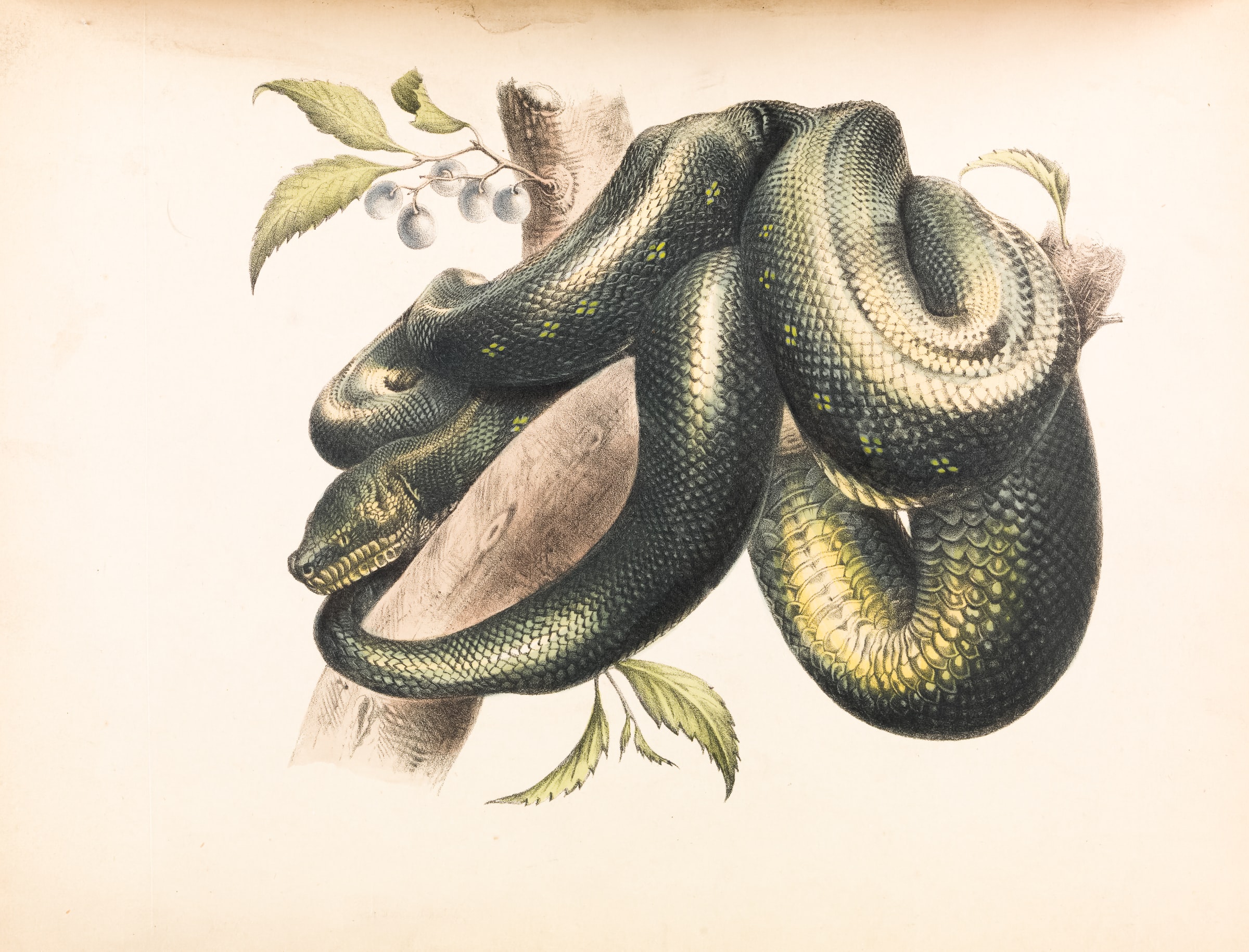 snakes
