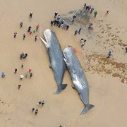 23 Dead Whales Have Washed Up on the East Coast Since December
